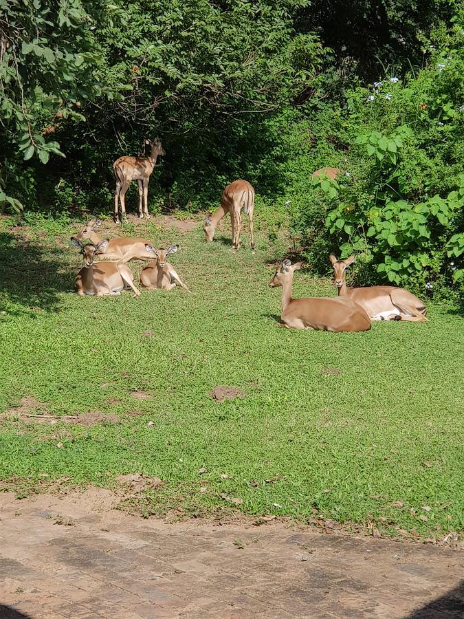 Kruger Park Lodge Unit No. 277 헤이지뷰 외부 사진