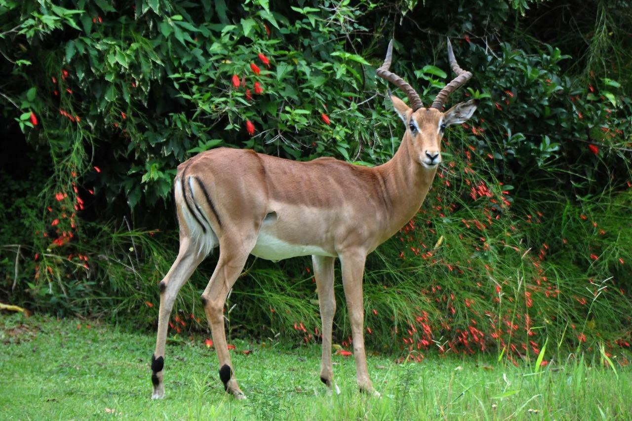 Kruger Park Lodge Unit No. 277 헤이지뷰 외부 사진